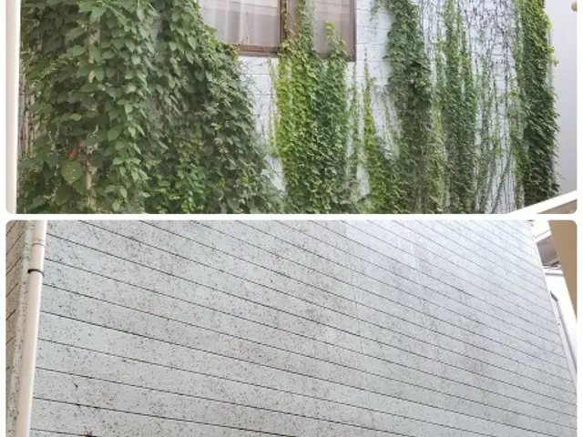 【三重県発】伸びて厄介なツタ除去 お任せください！ 無料お見積もり可能です。サービスの画像