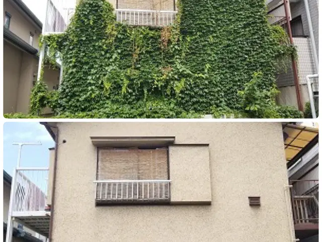 【三重県発】伸びて厄介なツタ除去 お任せください！ 無料お見積もり可能です。サービスの画像