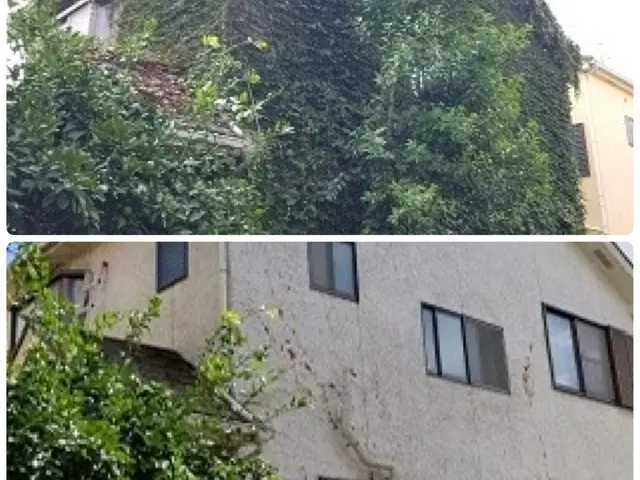 【三重県発】伸びて厄介なツタ除去 お任せください！ 無料お見積もり可能です。サービスの画像