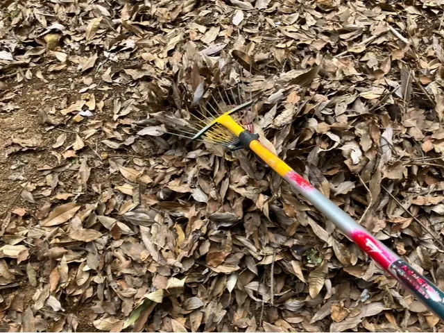 落ち葉そうじサービスの画像