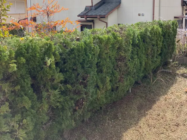 職人っぽくないフランクな対応が売りです！当日対応可能な剪定サービスサービスの画像