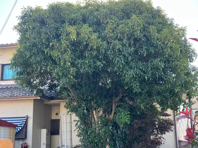 職人っぽくないフランクな対応が売りです！当日対応可能な剪定サービスサービスの画像