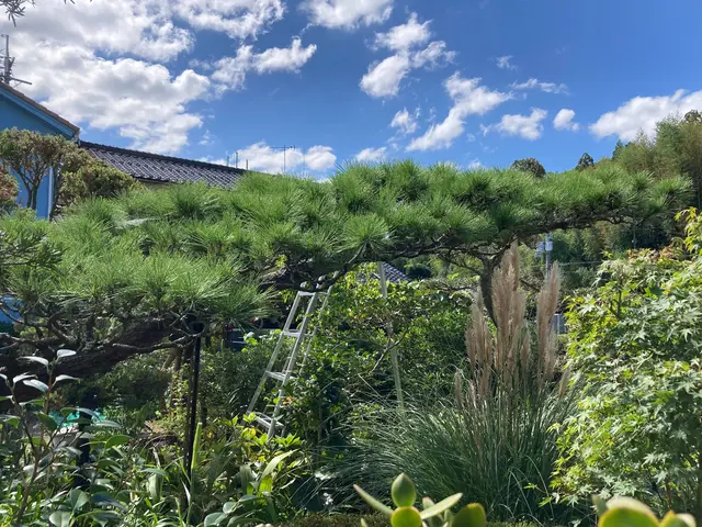 職人っぽくないフランクな対応が売りです！当日対応可能な剪定サービスサービスの画像