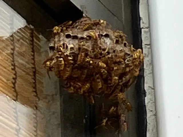 ◆即日対応◆予約が空いてなくてもご連絡ください！！蜂の巣駆除・蜂の巣特定調査サービスの画像