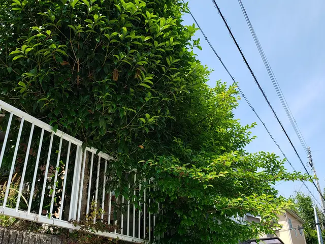 猛暑前にお手入れを♪︎お客様満足度100％の庭木の剪定サービス！サービスの画像