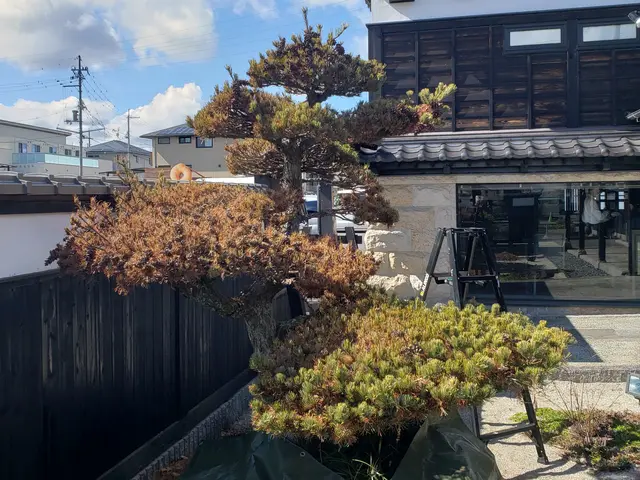 猛暑前にお手入れを♪︎お客様満足度100％の庭木の剪定サービス！サービスの画像