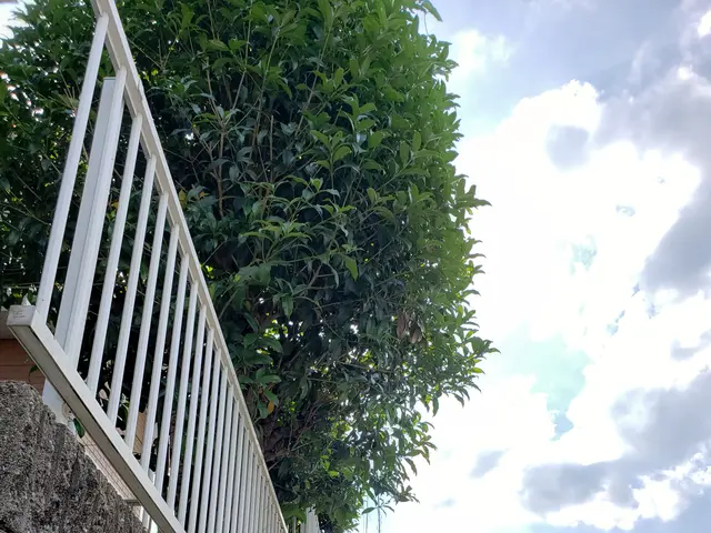 猛暑前にお手入れを♪︎お客様満足度100％の庭木の剪定サービス！サービスの画像