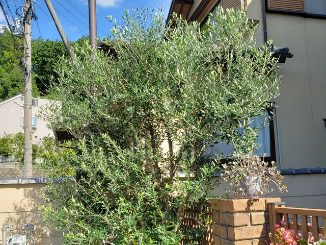 猛暑前にお手入れを♪︎お客様満足度100％の庭木の剪定サービス！サービスの画像