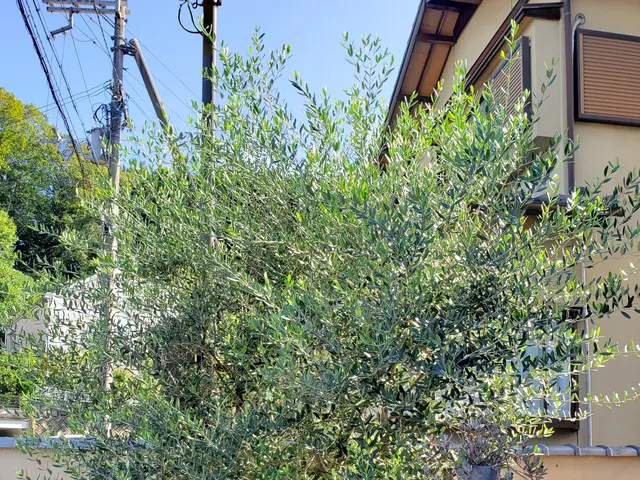 猛暑前にお手入れを♪︎お客様満足度100％の庭木の剪定サービス！サービスの画像