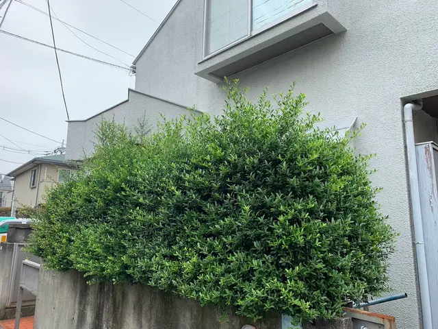 【土日祝対応可】一級造園技能士施工☆初回庭木消毒サービス無料★損害保険加入済サービスの画像