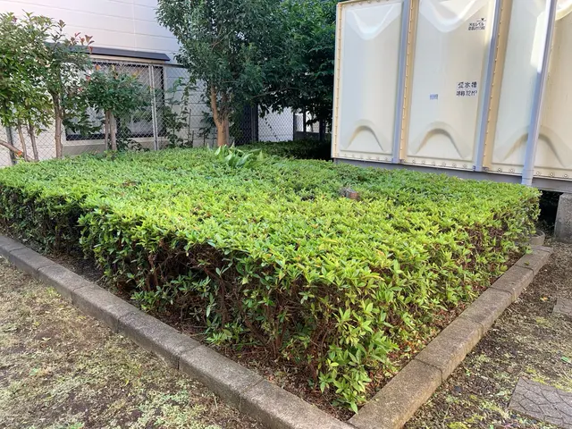 【土日祝対応可】一級造園技能士施工☆初回庭木消毒サービス無料★損害保険加入済サービスの画像