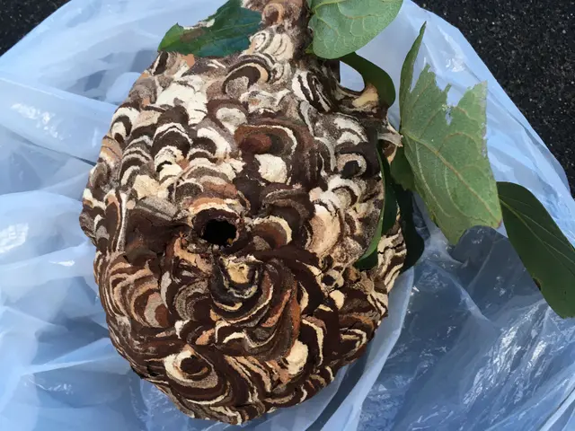 蜂の巣駆除【地元での安心明朗対応でバッチリ】☆即日急OK☆！再発保証！見積無料☆サービスの画像