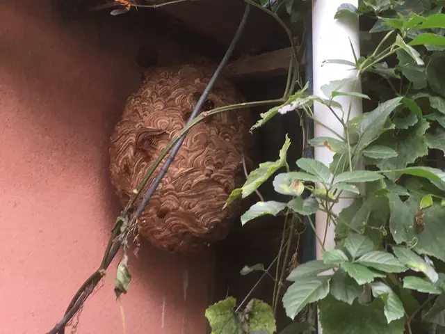 蜂の巣駆除【地元での安心明朗対応でバッチリ】☆即日急OK☆！再発保証！見積無料☆サービスの画像