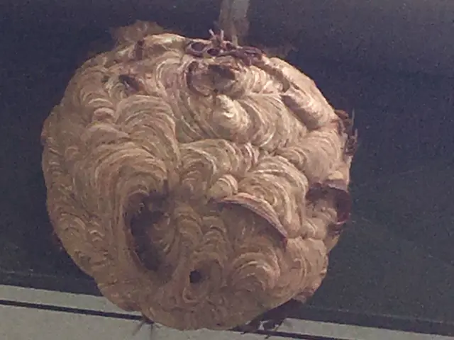 蜂の巣駆除【地元での安心明朗対応でバッチリ】☆即日急OK☆！再発保証！見積無料☆サービスの画像