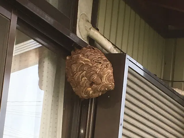 蜂の巣駆除【地元での安心明朗対応でバッチリ】☆即日急OK☆！再発保証！見積無料☆サービスの画像