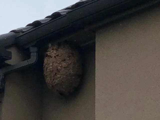 即日対応　千葉エリア　スズメ蜂・アシナガ蜂の巣駆除　カード可サービスの画像