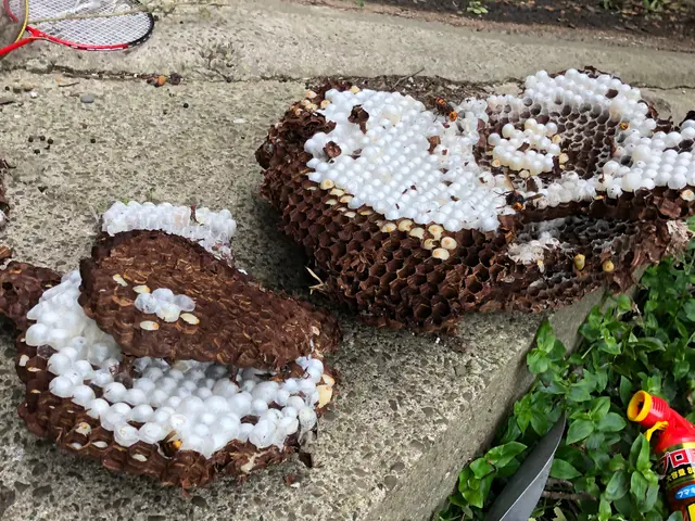 即日対応　千葉エリア　スズメ蜂・アシナガ蜂の巣駆除　カード可サービスの画像