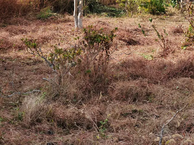 草の高さで割引有り！（サービス内容参照）サービスの画像