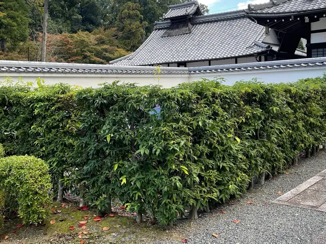 【剪定屋　庭haru】エンジンの騒音なし！綺麗にまとまらせます。＊土日対応可サービスの画像