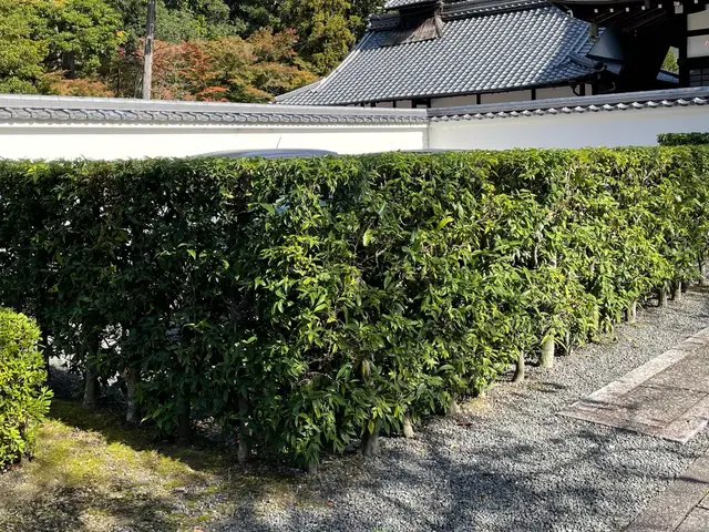 【剪定屋　庭haru】エンジンの騒音なし！綺麗にまとまらせます。＊土日対応可サービスの画像