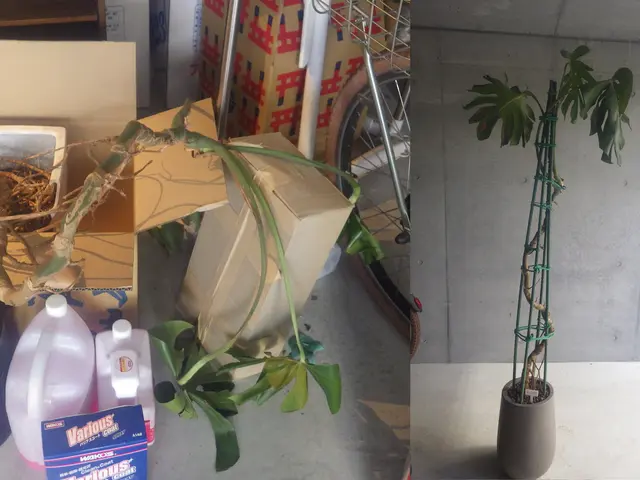 歴60年のベテラン庭師が対応。庭木の事ならなんでもご相談くださいサービスの画像