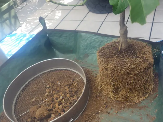 歴60年のベテラン庭師が対応。庭木の事ならなんでもご相談くださいサービスの画像