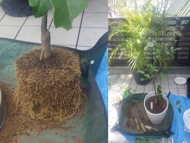 歴60年のベテラン庭師が対応。庭木の事ならなんでもご相談くださいサービスの画像