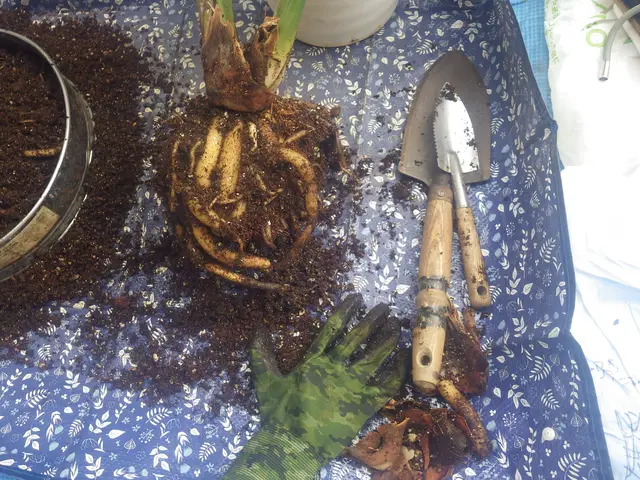 歴60年のベテラン庭師が対応。庭木の事ならなんでもご相談くださいサービスの画像