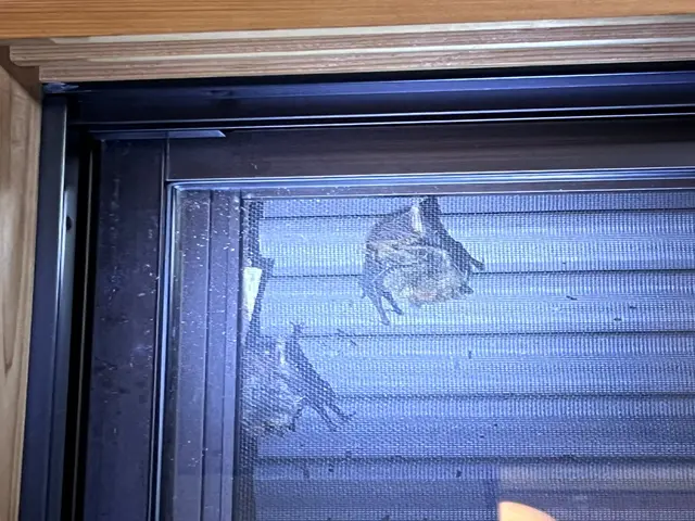 【日本防除品質管理機構 - 優良事業者認定店】が手掛けるコウモリ駆除!!サービスの画像