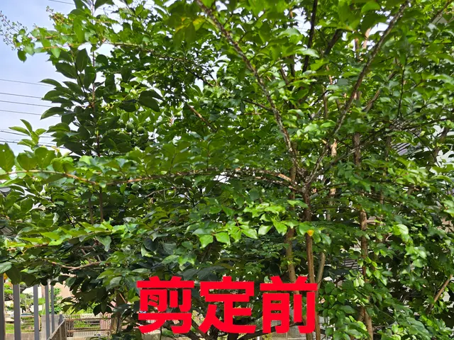 【造園業20年☆庭園管理士】樹木のその時の状態に適した施工を行います。サービスの画像