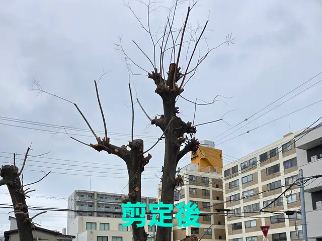 【造園業20年☆庭園管理士】樹木のその時の状態に適した施工を行います。サービスの画像