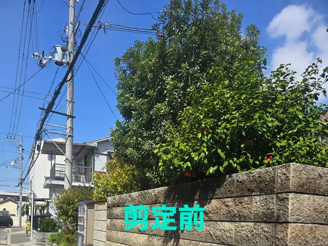 【造園業20年☆庭園管理士】樹木のその時の状態に適した施工を行います。サービスの画像