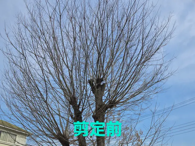 【造園業20年☆庭園管理士】樹木のその時の状態に適した施工を行います。サービスの画像