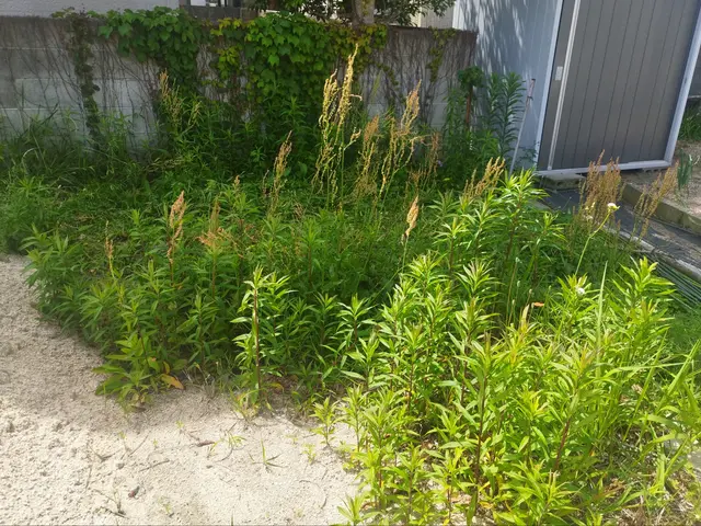 【山口県発】下関、岩国も対応致します！　伐採・抜根でお庭をスッキリ、安全に。サービスの画像