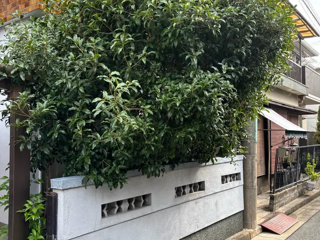 寝屋川市で園芸店店長の実績がある私にお任せ下さい◎一緒にお庭を育てましょうサービスの画像