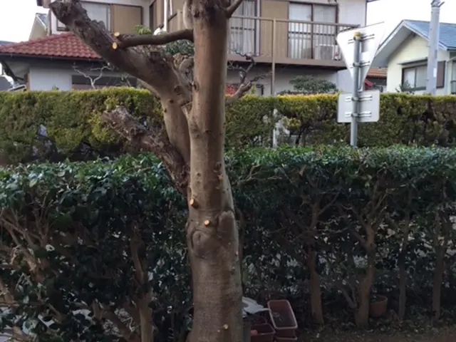 経験豊富なプロがお伺い！庭木１本の剪定から伐採処分までなんでもやります！サービスの画像