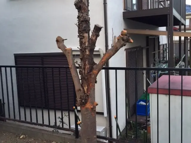 経験豊富なプロがお伺い！庭木１本の剪定から伐採処分までなんでもやります！サービスの画像