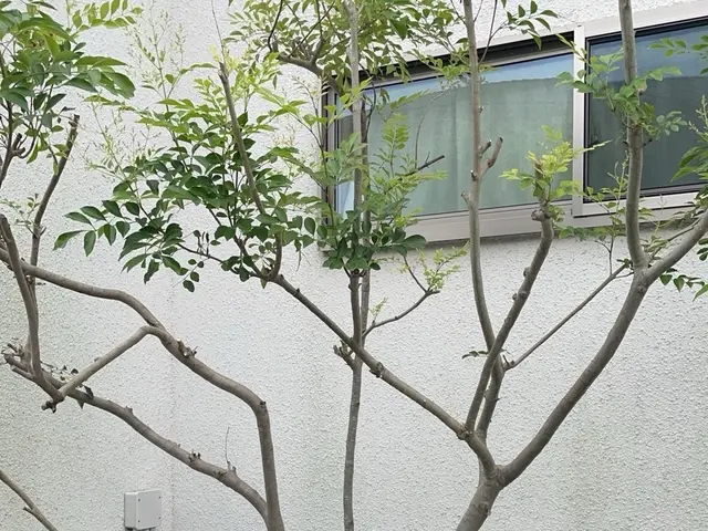 ☆夏にスッキリ庭などの樹木が大きくなりすぎた！庭木の枝が隣家まで伸びてしまった！サービスの画像