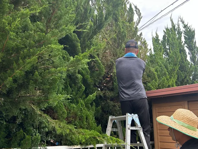 ☆夏にスッキリ庭などの樹木が大きくなりすぎた！庭木の枝が隣家まで伸びてしまった！サービスの画像