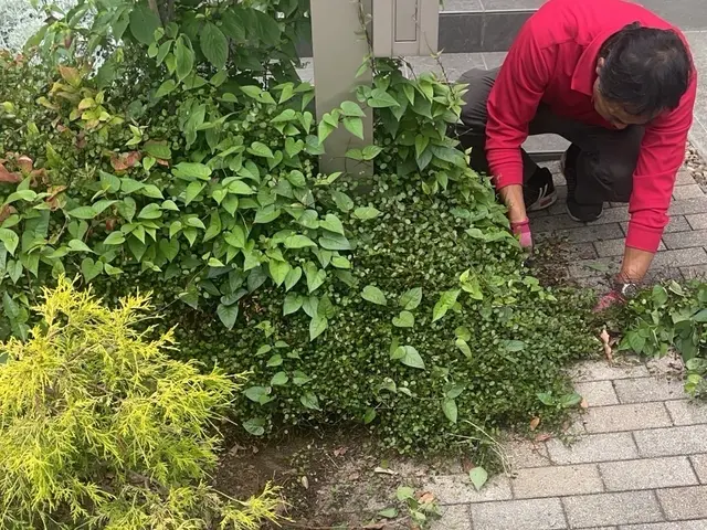 ☆夏にスッキリ庭などの樹木が大きくなりすぎた！庭木の枝が隣家まで伸びてしまった！サービスの画像