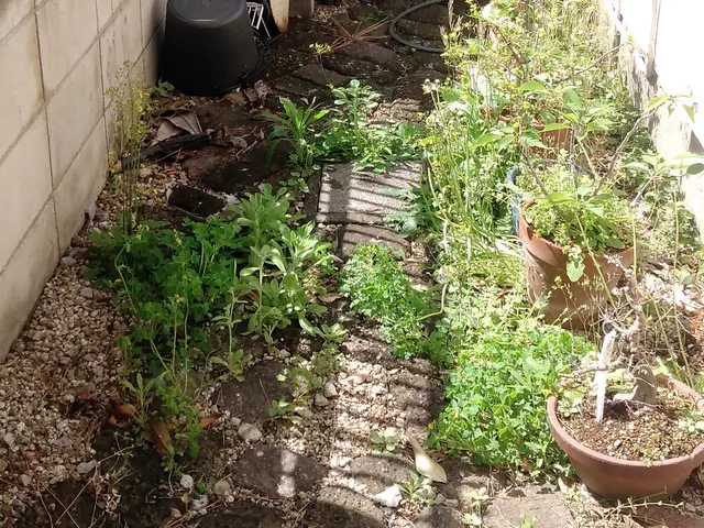 千葉県◆年中無休★素敵なお庭作りは、先ず草むしりから、腰や膝を傷める前にお電話をサービスの画像