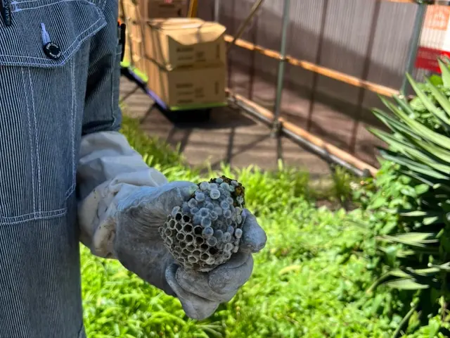 【蜂駆除】当日予約・当日作業可能ですのでまずはお問合せ下さい。即返信致しますサービスの画像