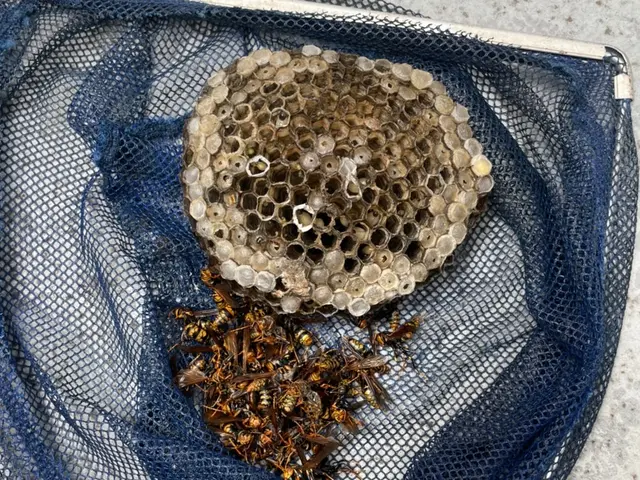 【蜂駆除】当日予約・当日作業可能ですのでまずはお問合せ下さい。即返信致しますサービスの画像