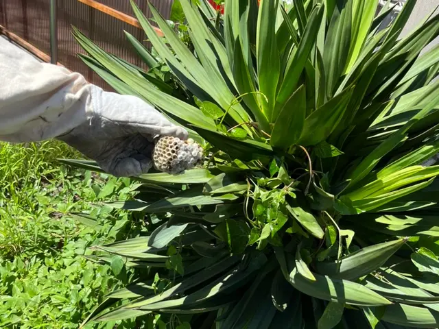 【蜂駆除】当日予約・当日作業可能ですのでまずはお問合せ下さい。即返信致しますサービスの画像