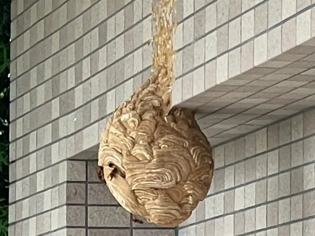 【蜂駆除】当日予約・当日作業可能ですのでまずはお問合せ下さい。即返信致しますサービスの画像