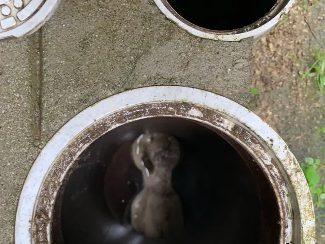 【排水管洗浄ならハウスキーパーへお任せ下さい！】プロの技術で納得の仕上がりに！！サービスの画像