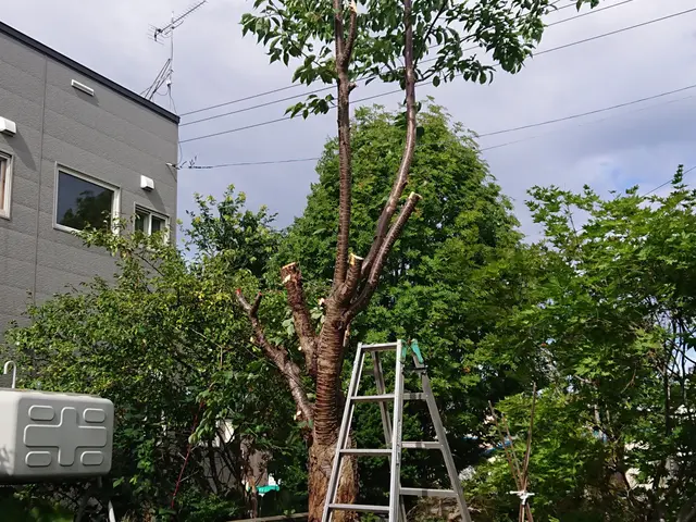 庭木の撤去・伐採。適切な価格で作業!まずはお気軽にお問い合わせください。サービスの画像