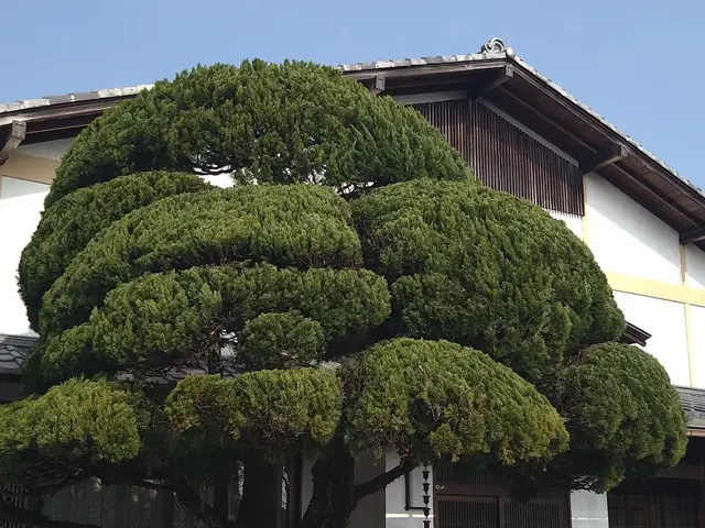 【一級造園施工管理技士】17年の実績◎植物に優しい理想の庭を再現サービスの画像