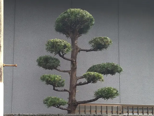 【一級造園施工管理技士】17年の実績◎植物に優しい理想の庭を再現サービスの画像