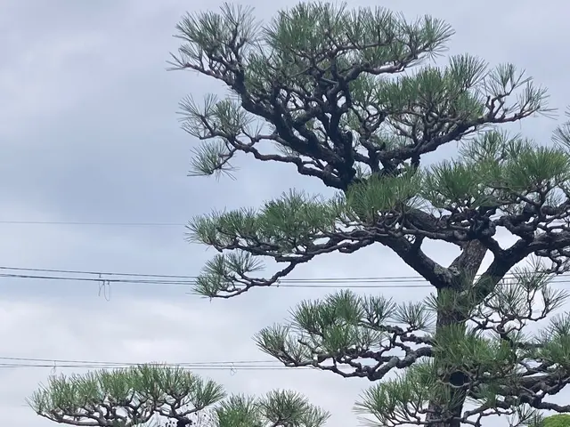 【お庭のお悩みお任せください】どんなご要望もしっかり丁寧に対応いたします！サービスの画像